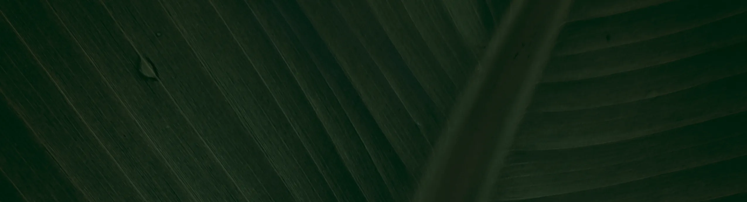 Advion trucizna na mrówki żel Syngenta