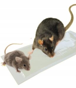 b025c5860ab1772f7c42a14bfa39f9ae